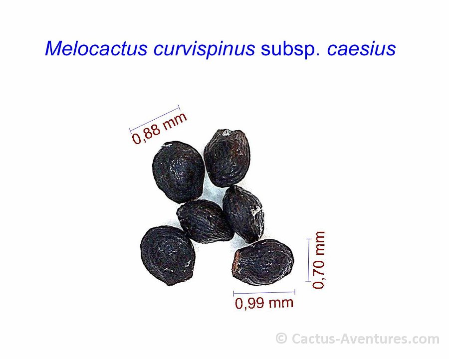 Melocactus curvispinus caesius